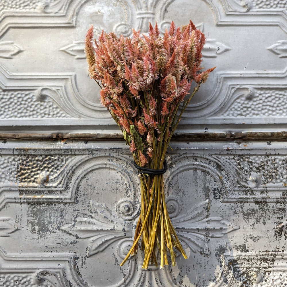 
            
                Load image into Gallery viewer, Dried Flowers-Celosia Terra Cotta Spike
            
        