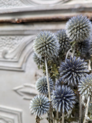 Dried Echinops