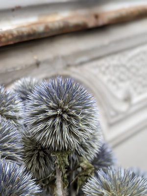 
            
                Load image into Gallery viewer, Dried Echinops
            
        