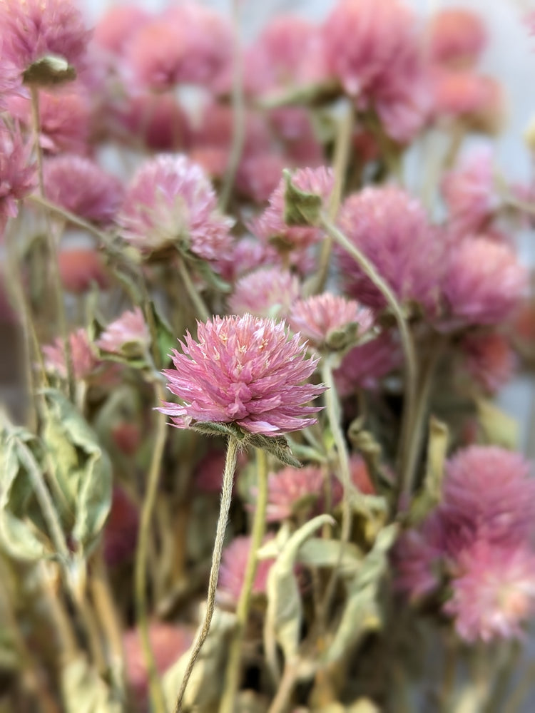 Dried Flowers-Gomphrena Pink