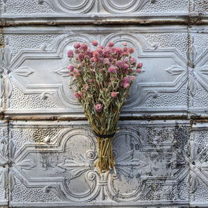 Dried Flowers-Gomphrena Pink