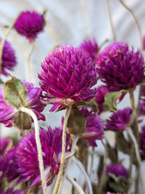 
            
                Load image into Gallery viewer, Dried Flowers-Gomphrena Purple
            
        