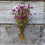 Dried Flowers-Gomphrena Purple