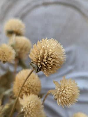 Dried Flowers-Gomphrena White (Ivory)