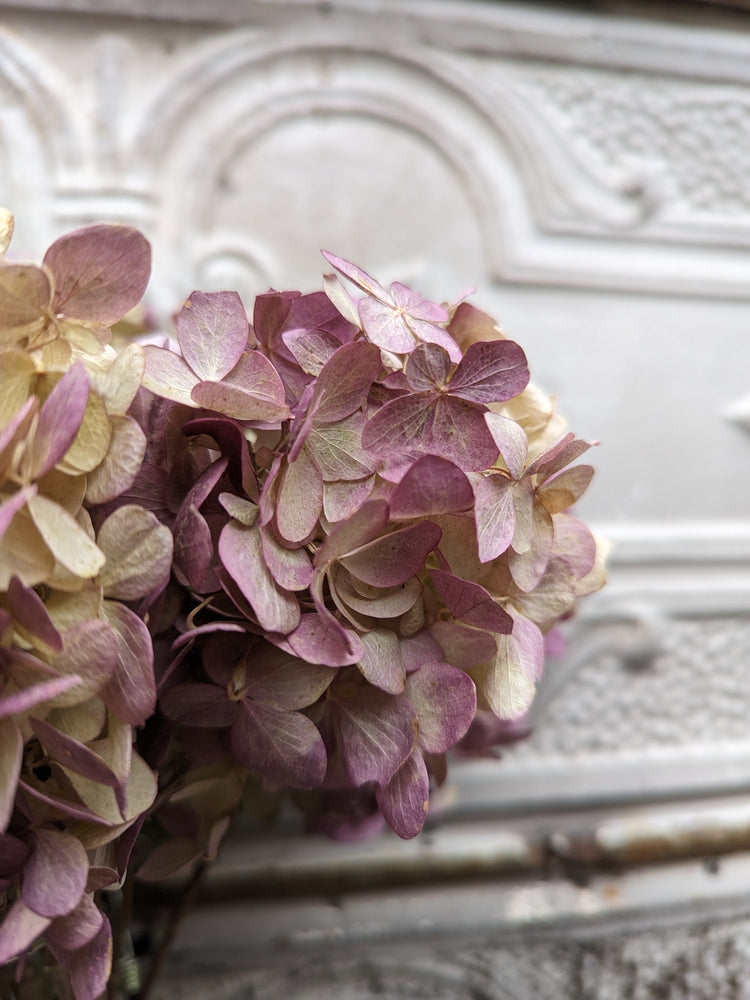 Dried Flowers-Hydrangea Antique