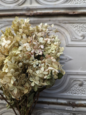 Dried Flowers-Hydrangea Lime
