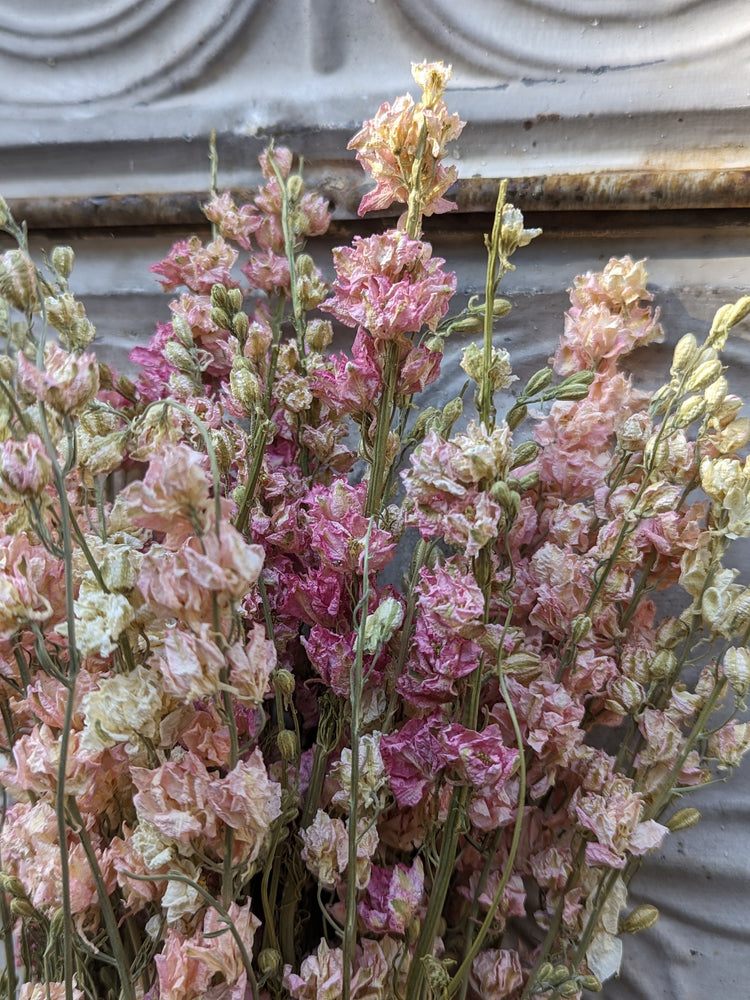 Dried Flowers-Larkspur Pink