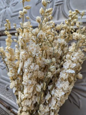 Dried Flowers-Larkspur White