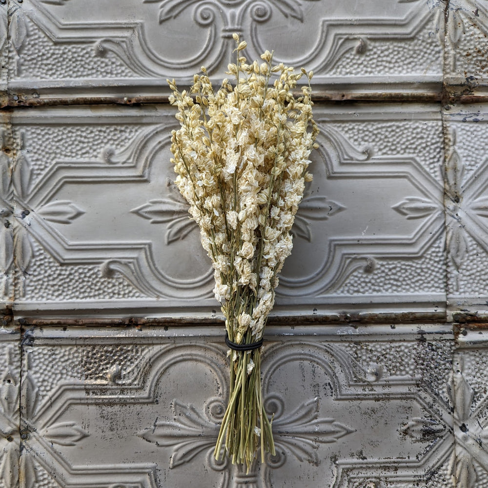 Dried Flowers-Larkspur White