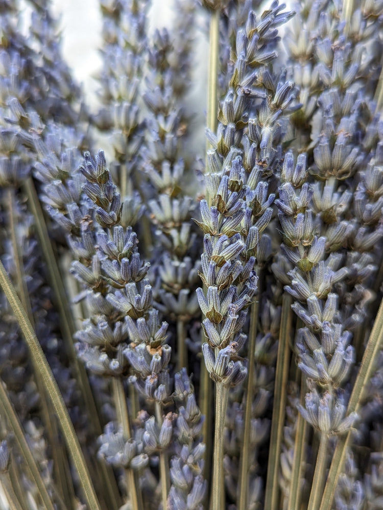 Dried Flowers-Lavender