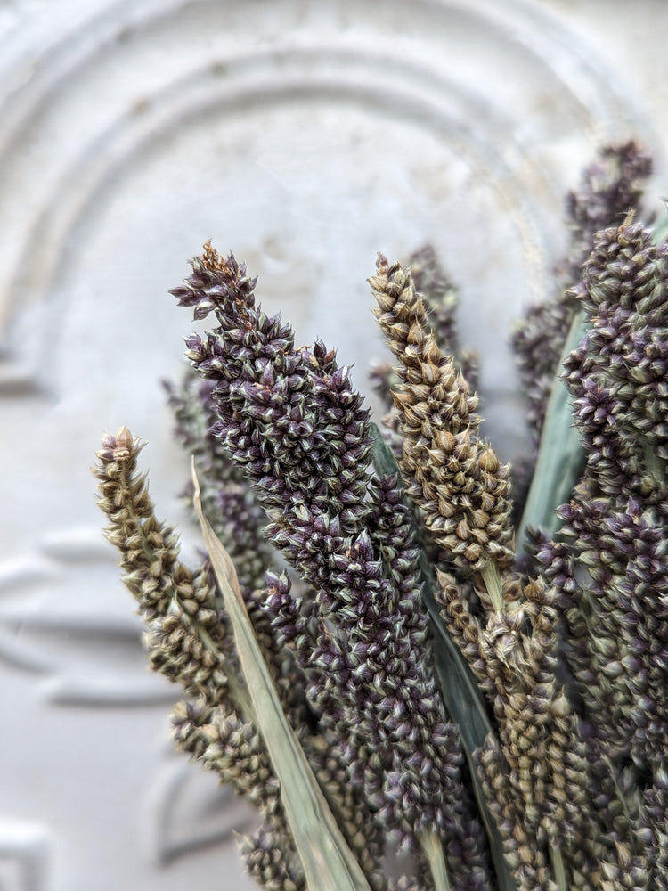 Dried Grains-Tapestry Millet