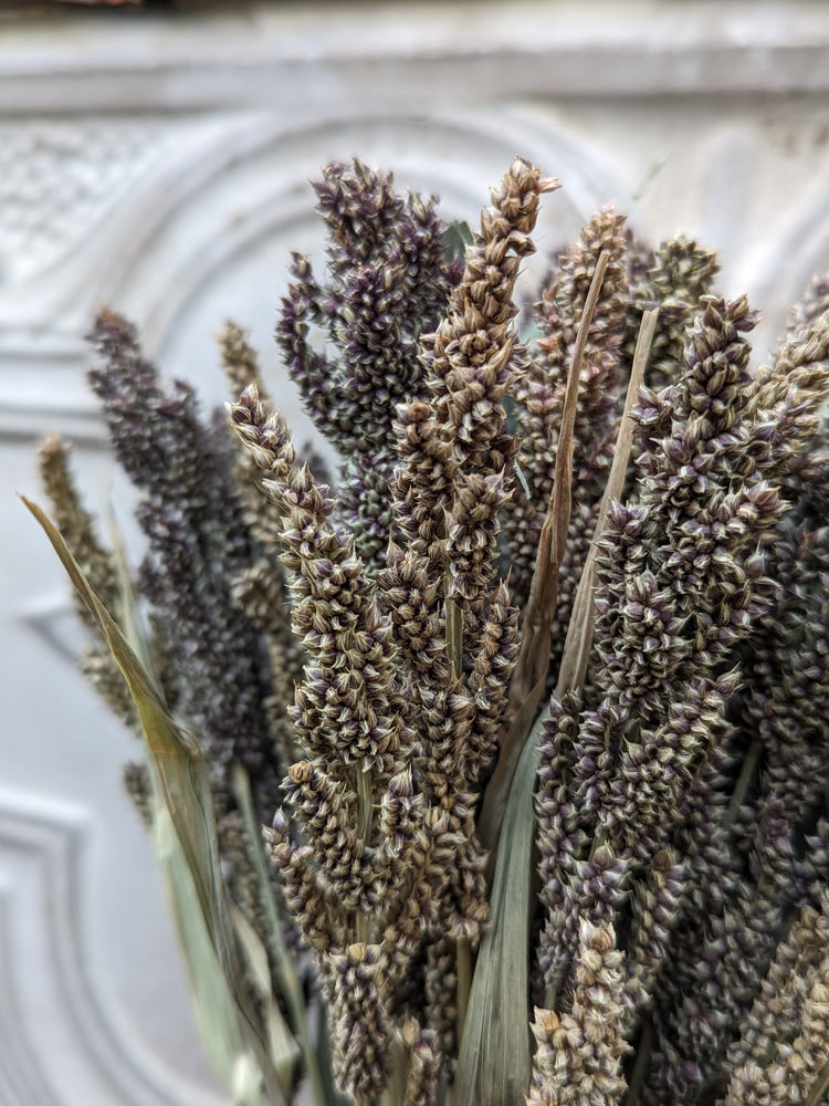 Dried Grains-Tapestry Millet