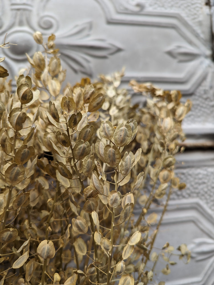 Dried Flowers-Pennycress