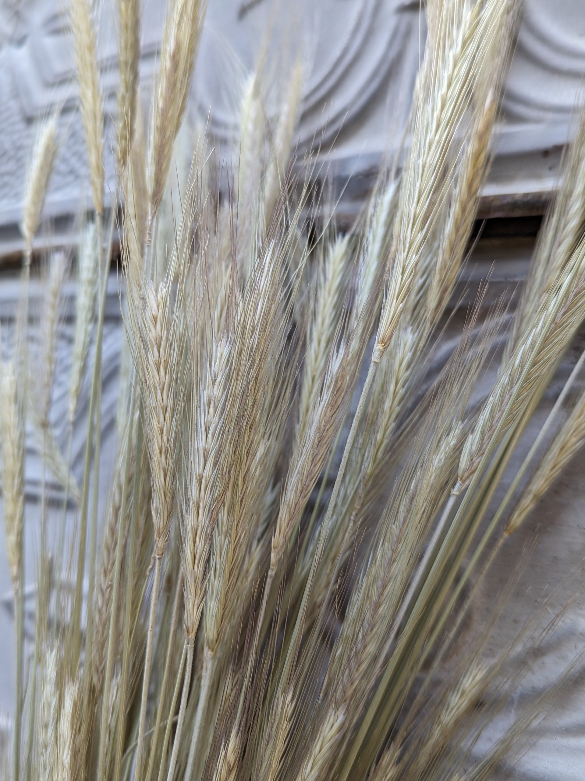 Dried Grains-Rye/Wheat
