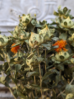 
            
                Load image into Gallery viewer, Dried Flowers-Safflower
            
        