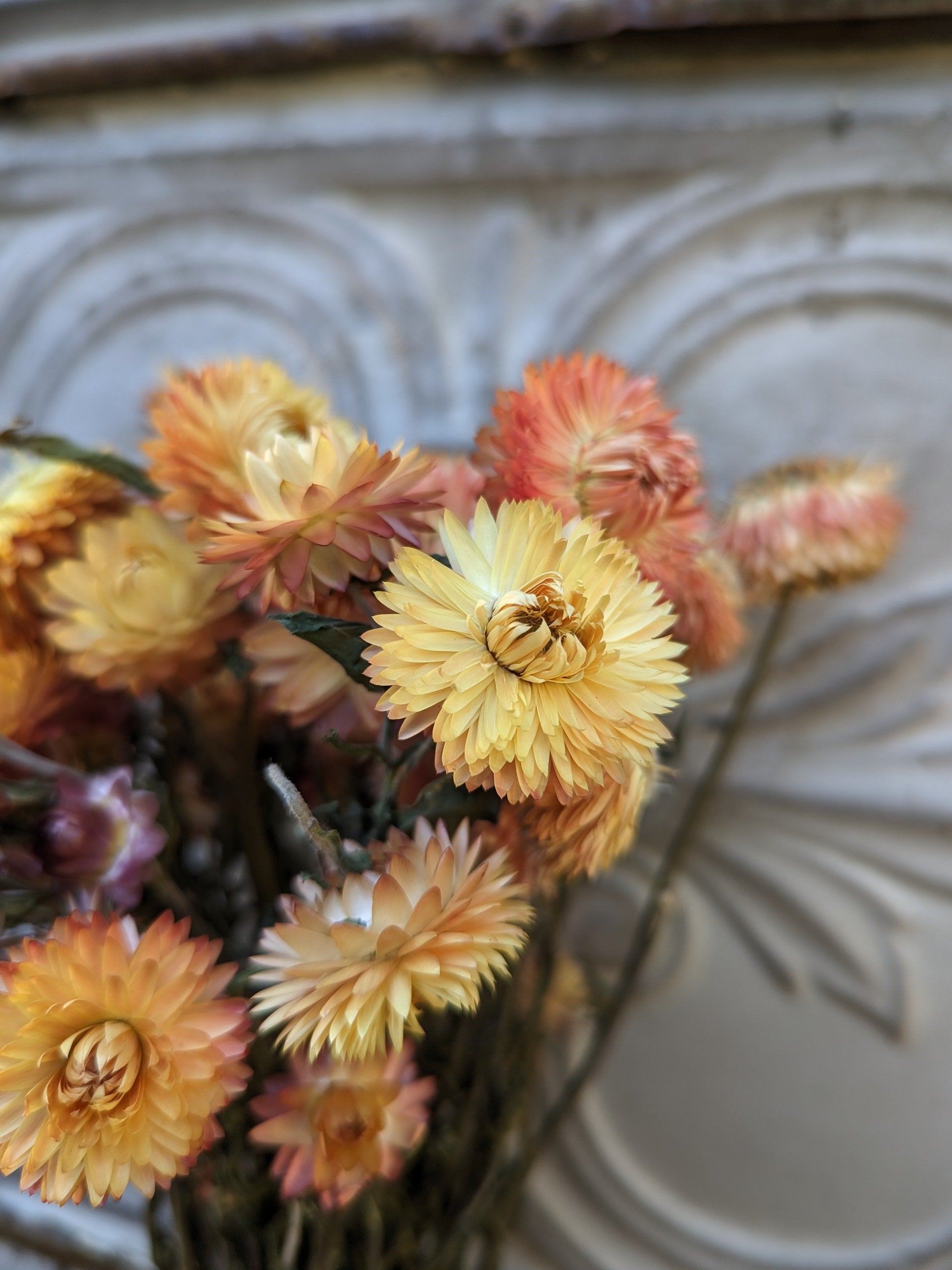 Dried Flowers-Strawflower Apricot