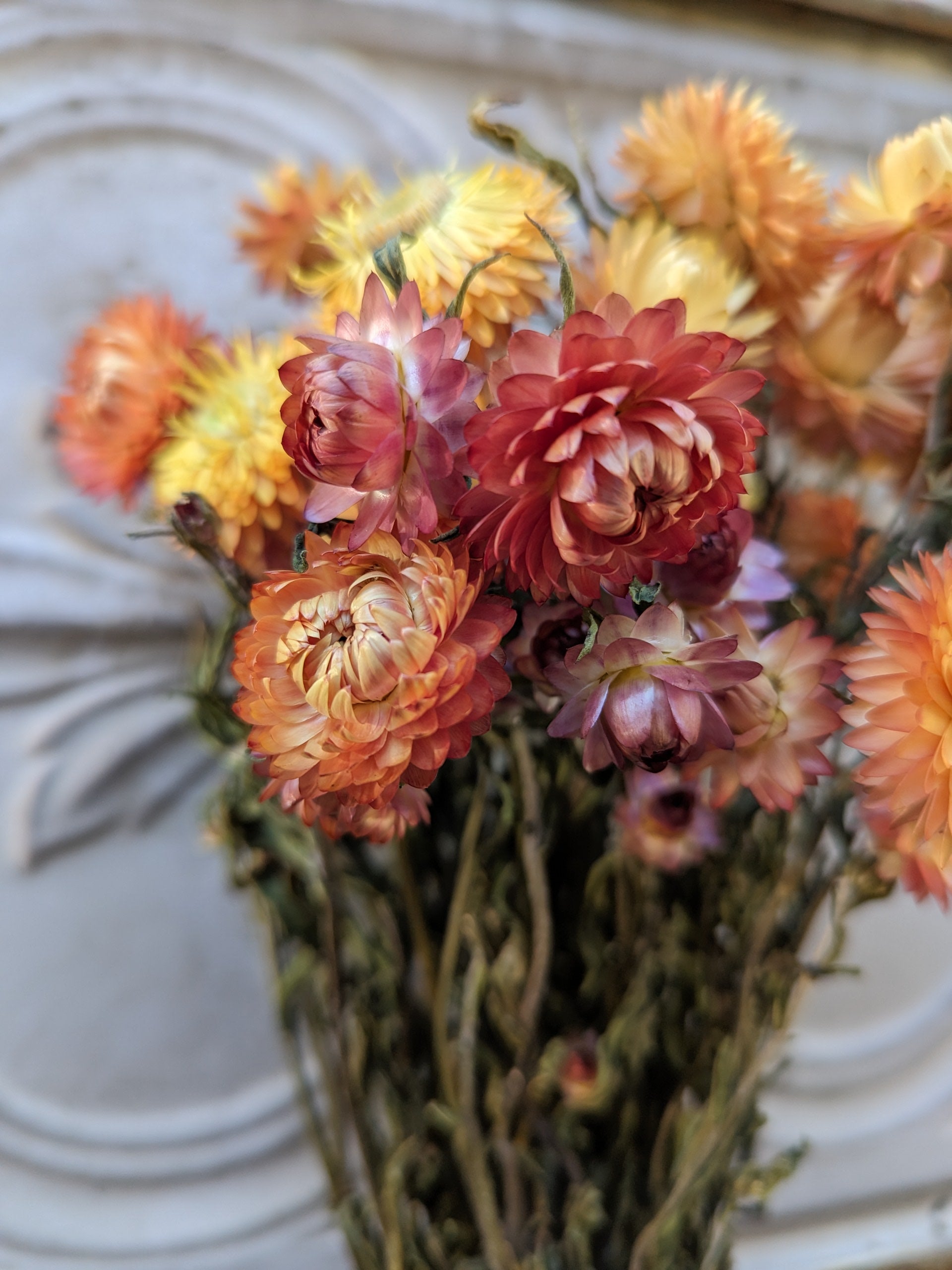 Dried Flowers-Strawflower Apricot