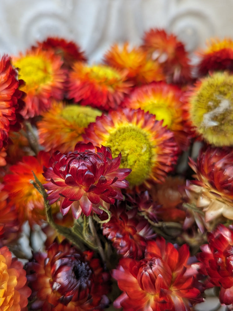 Dried Flowers-Strawflower Red
