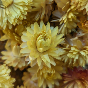 
            
                Load image into Gallery viewer, Dried Flowers-Strawflower Yellow
            
        