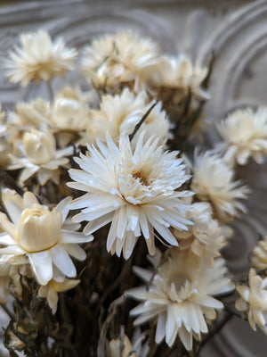 Dried Flowers-Strawflower White