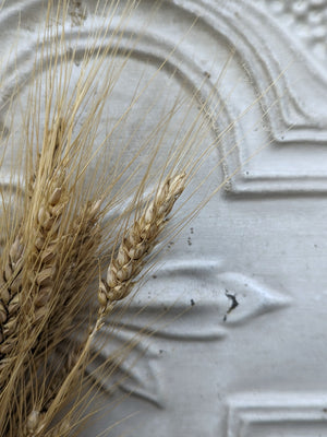 Dried Flowers-Wheat