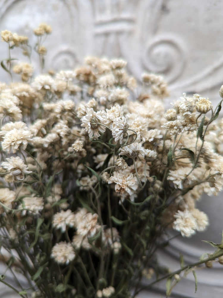 Dried Flowers-Yarrow Angel's Breath