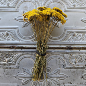 Dried Flowers-Yarrow Gold