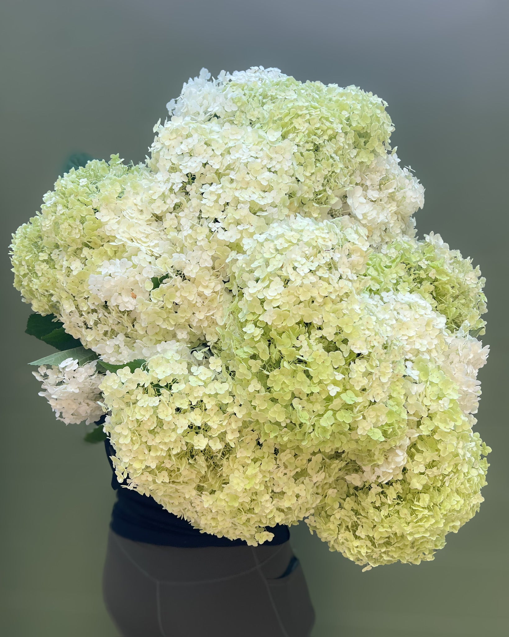 Hydrangea-Spring Mix White Box Lot