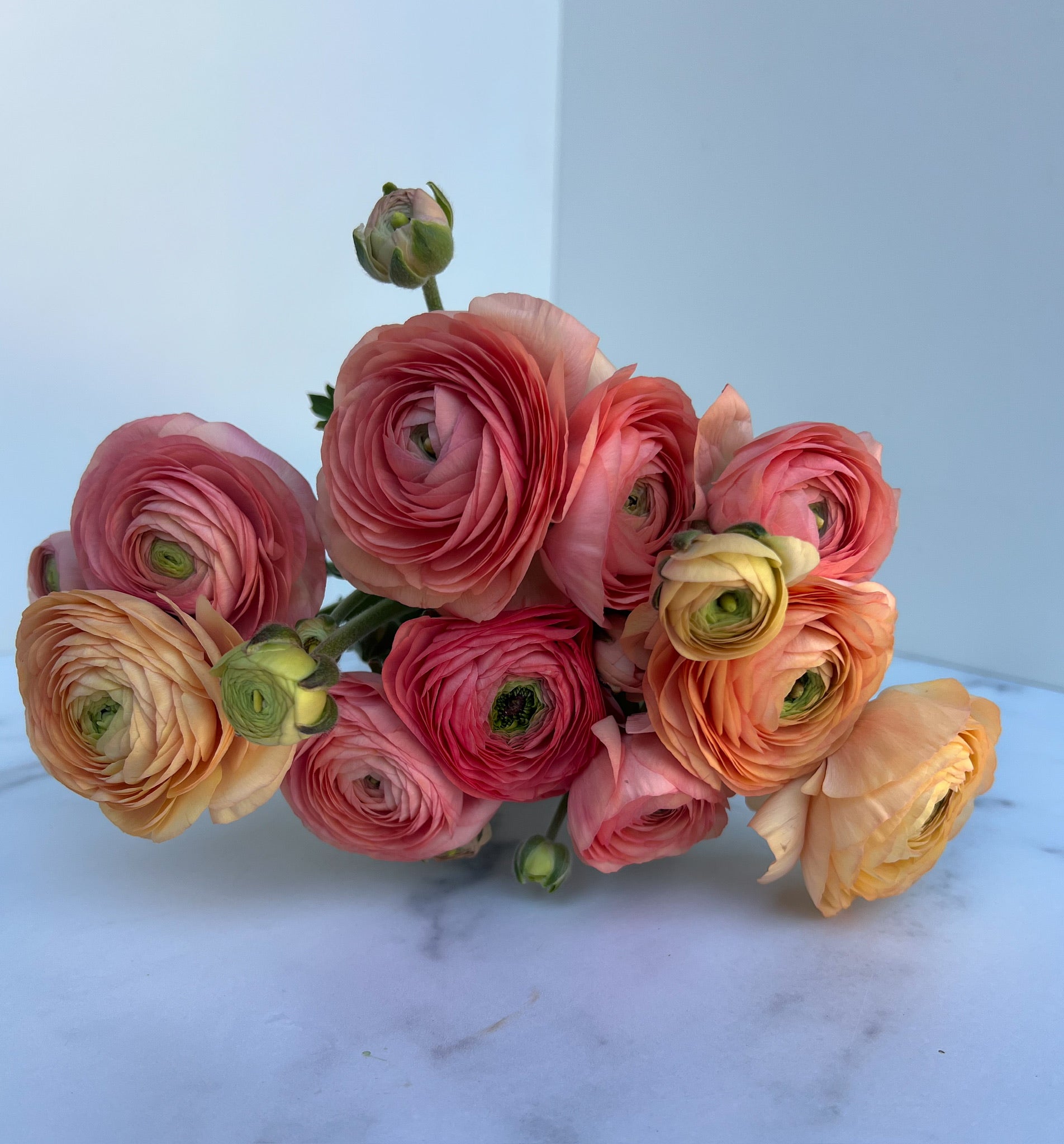 Ranunculus Regular-Salmon