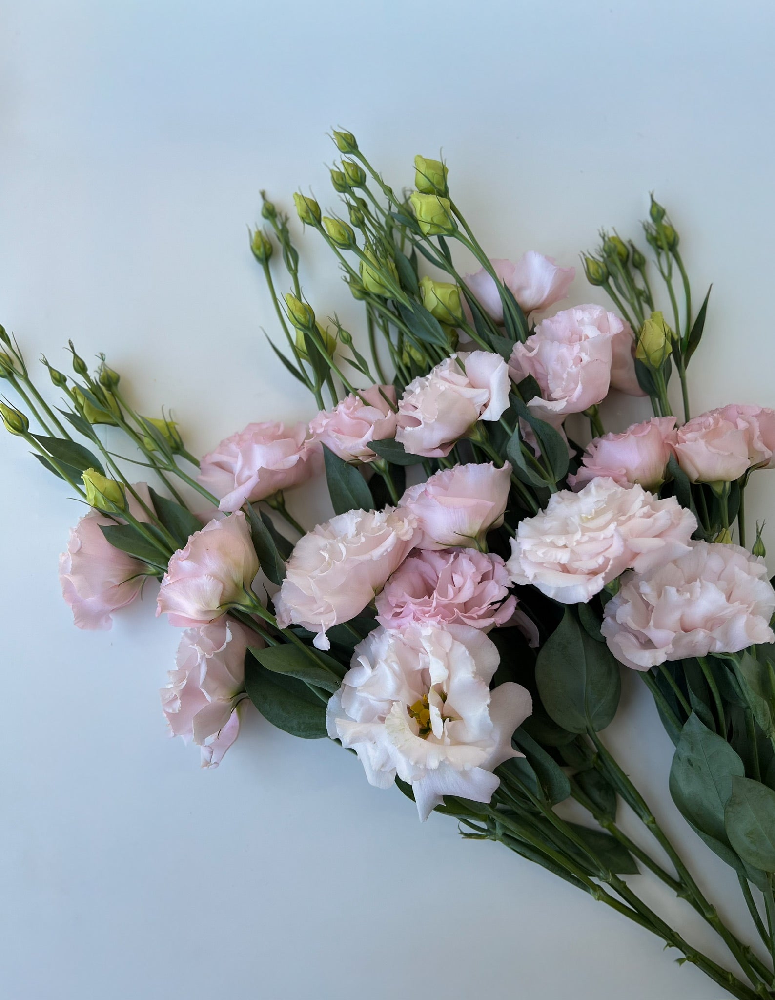 Lisianthus-Light Pink