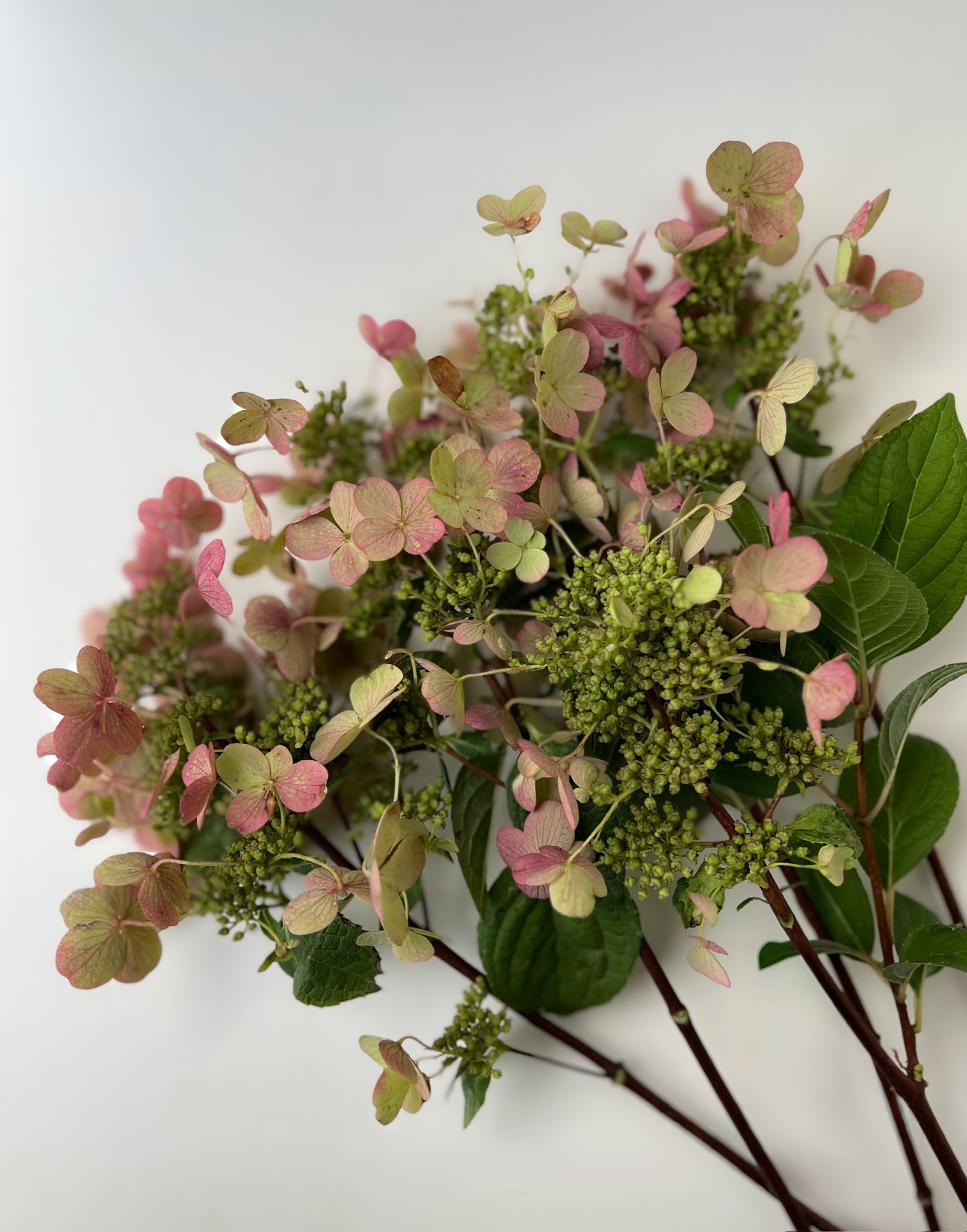 Hydrangea-Lace Antique