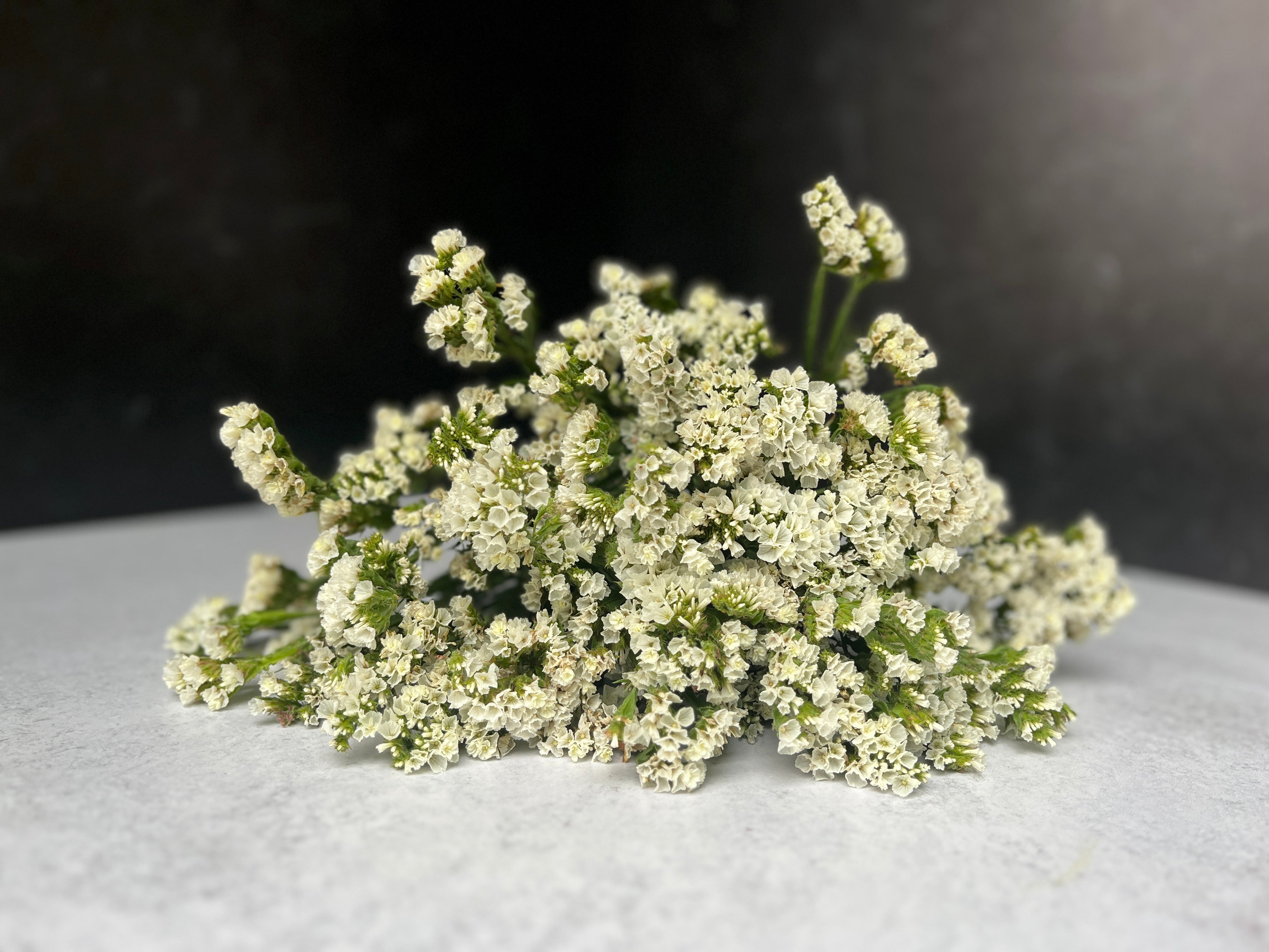 Statice-White