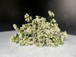 Statice-White