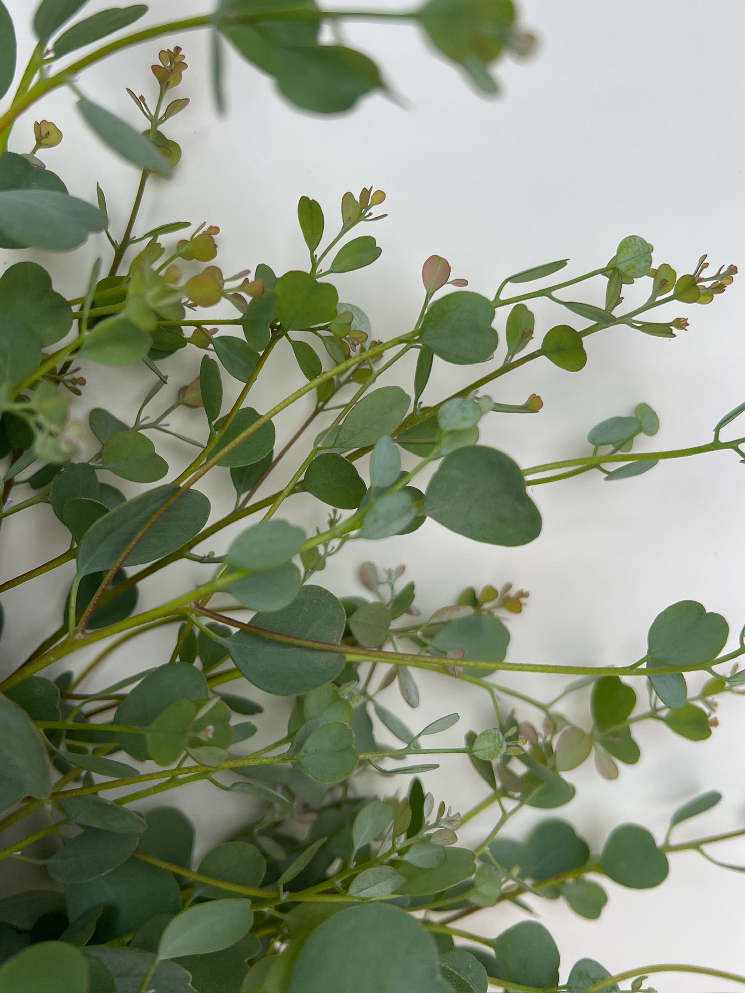 Eucalyptus-Webster's Mallee