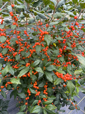 Winterberry-Orange Ilex with Leaves On