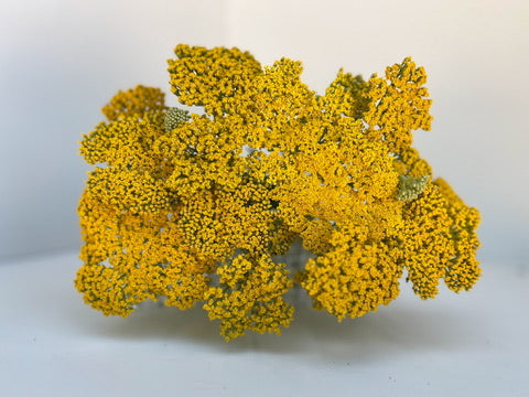 Yarrow-Gold
