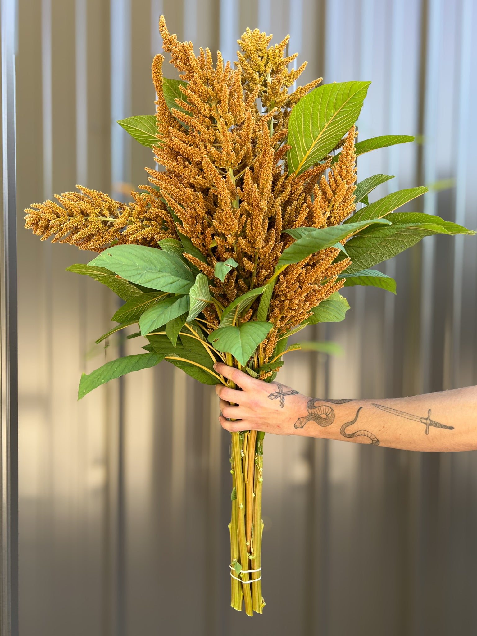 Amaranth-Tan XL
