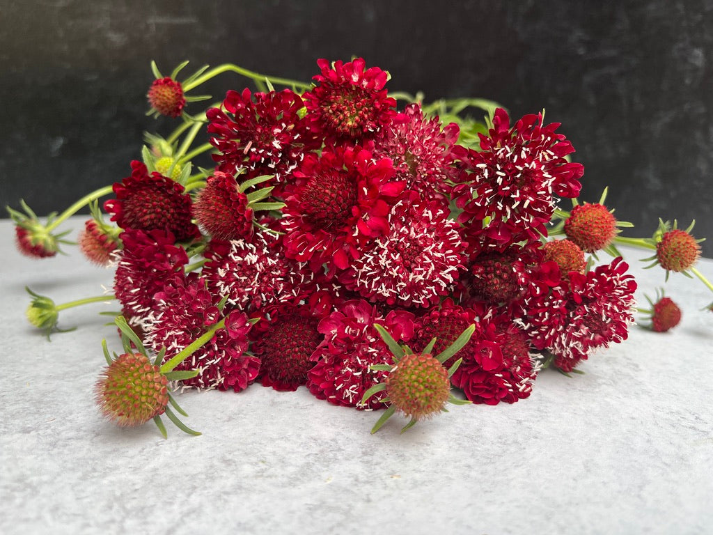 Scabiosa-Red