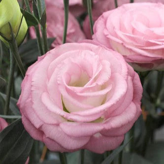 Lisianthus-Croma Light Pink