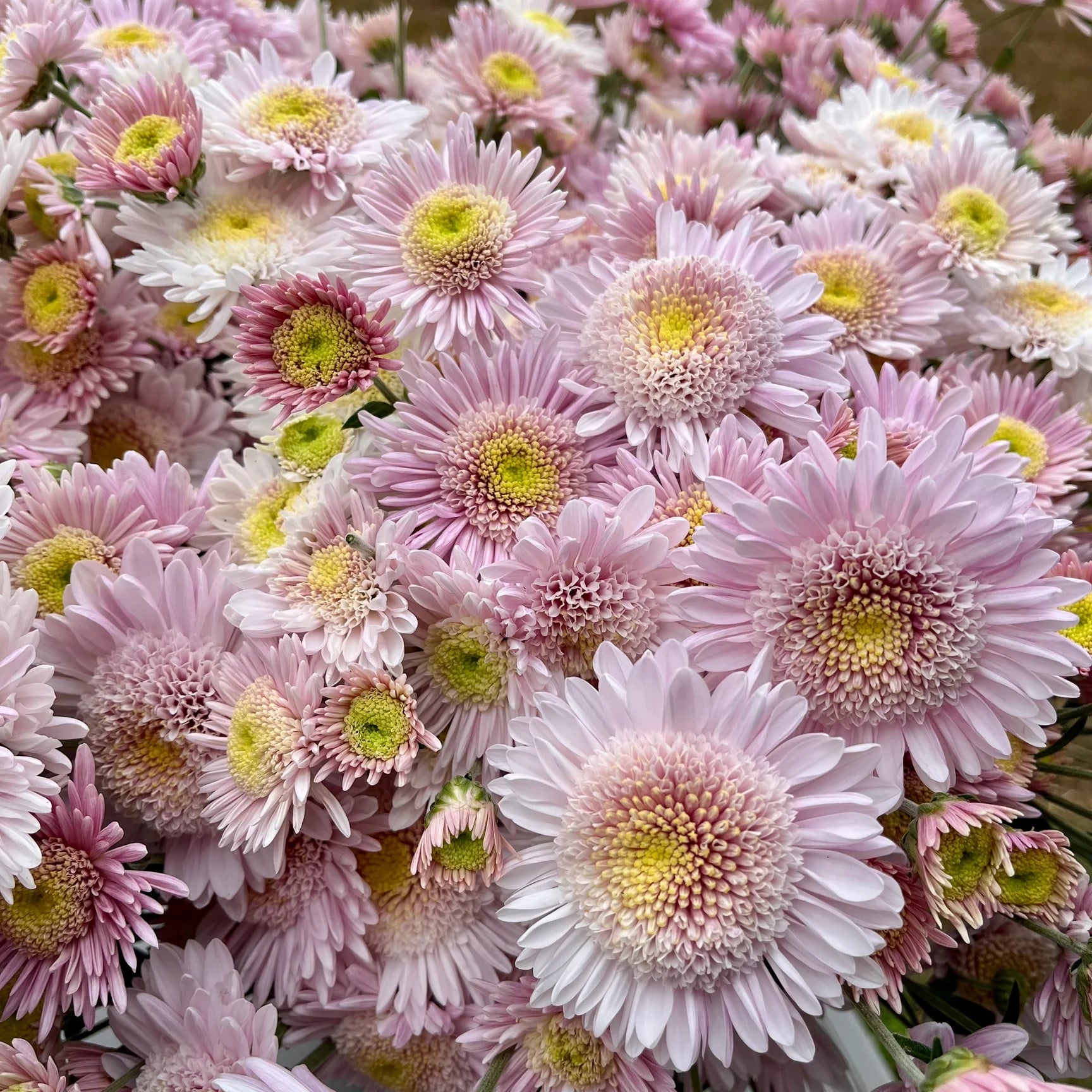 Heirloom Mum Box Lot-Pastels