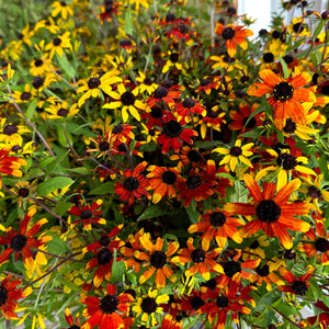 Rudbeckia-Triloba Bicolor