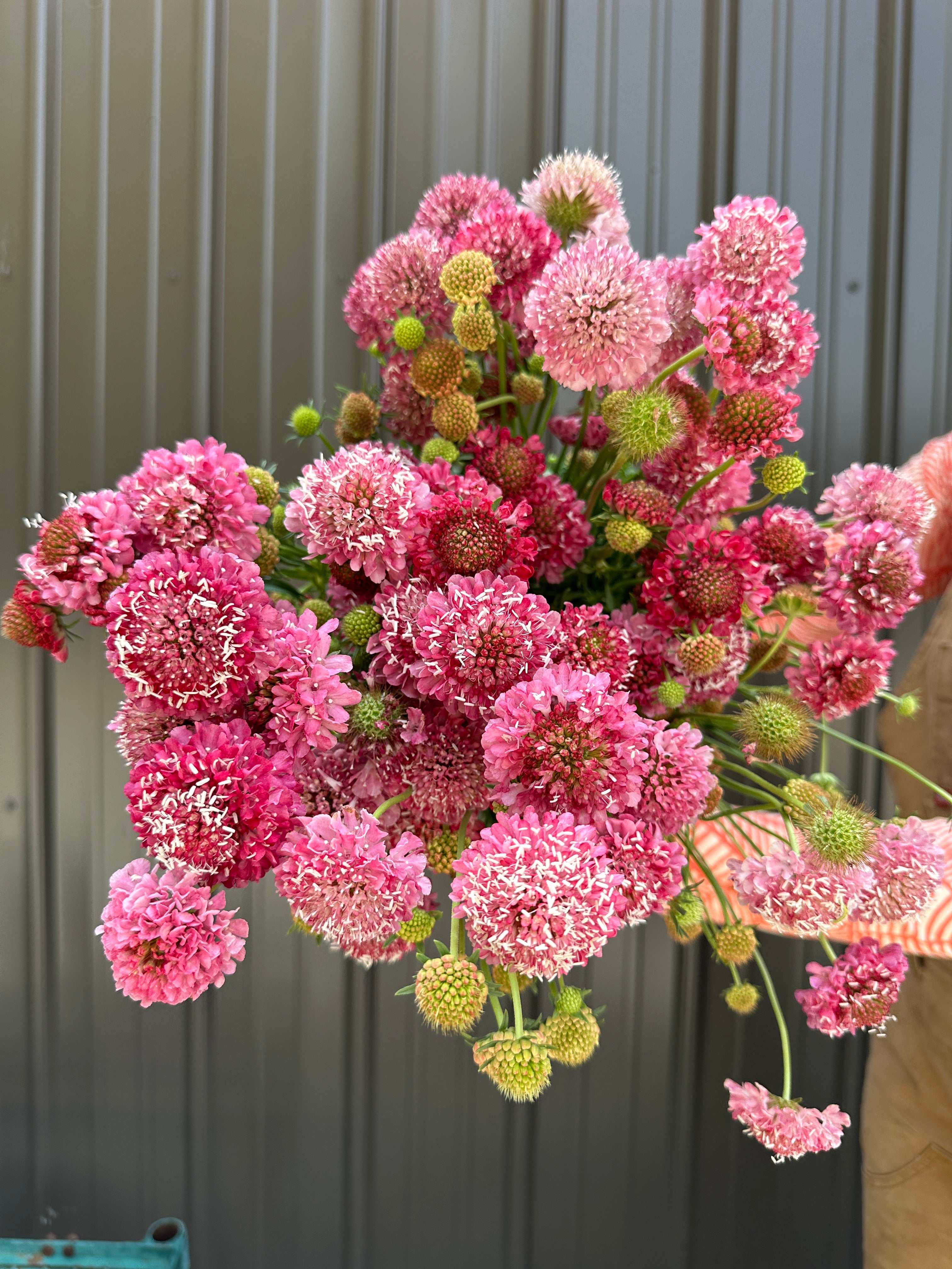 Scabiosa-Pink