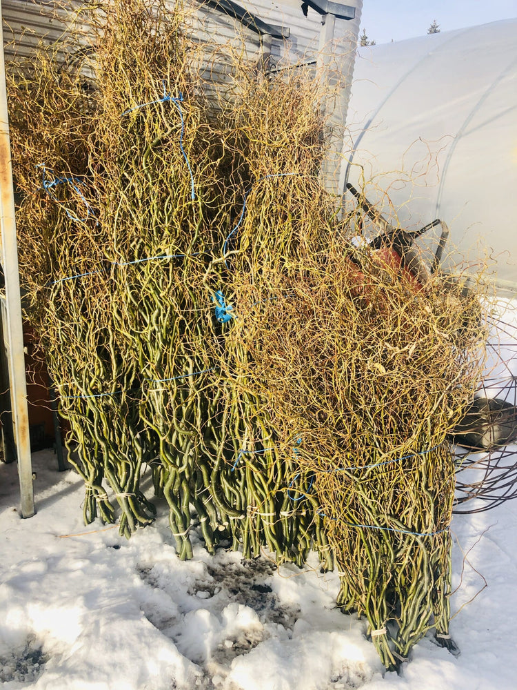 Willow-Green Curly Willow