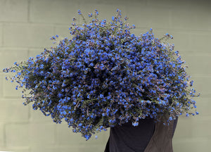 Cynoglossum-Blue - SMFF Wholesale
