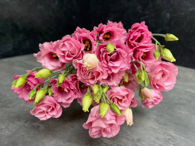 Lisianthus-Pink Ruffles