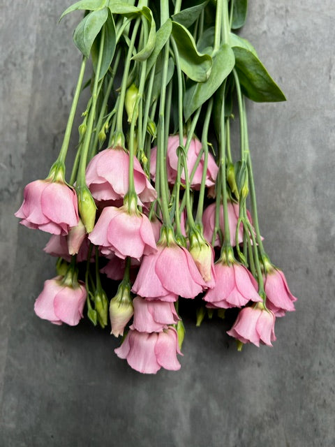 Lisianthus-Pink Ruffles