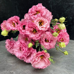 Lisianthus-Pink Ruffles