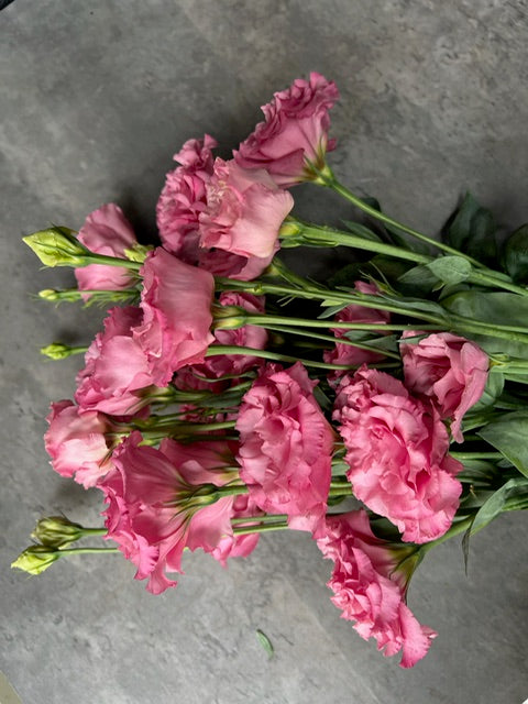 Lisianthus-Pink Ruffles