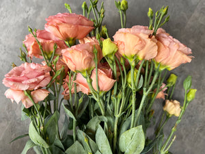 Lisianthus-Sabrina Orange - SMFF Wholesale