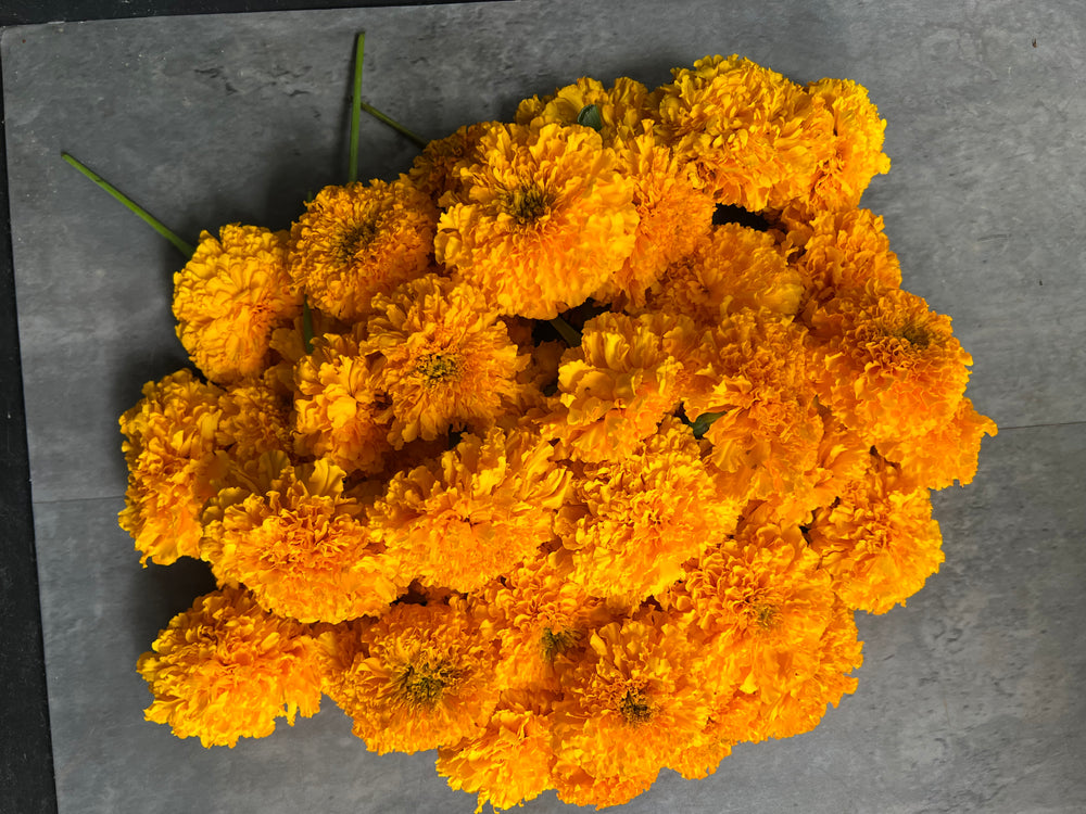 Marigold Heads-Gold